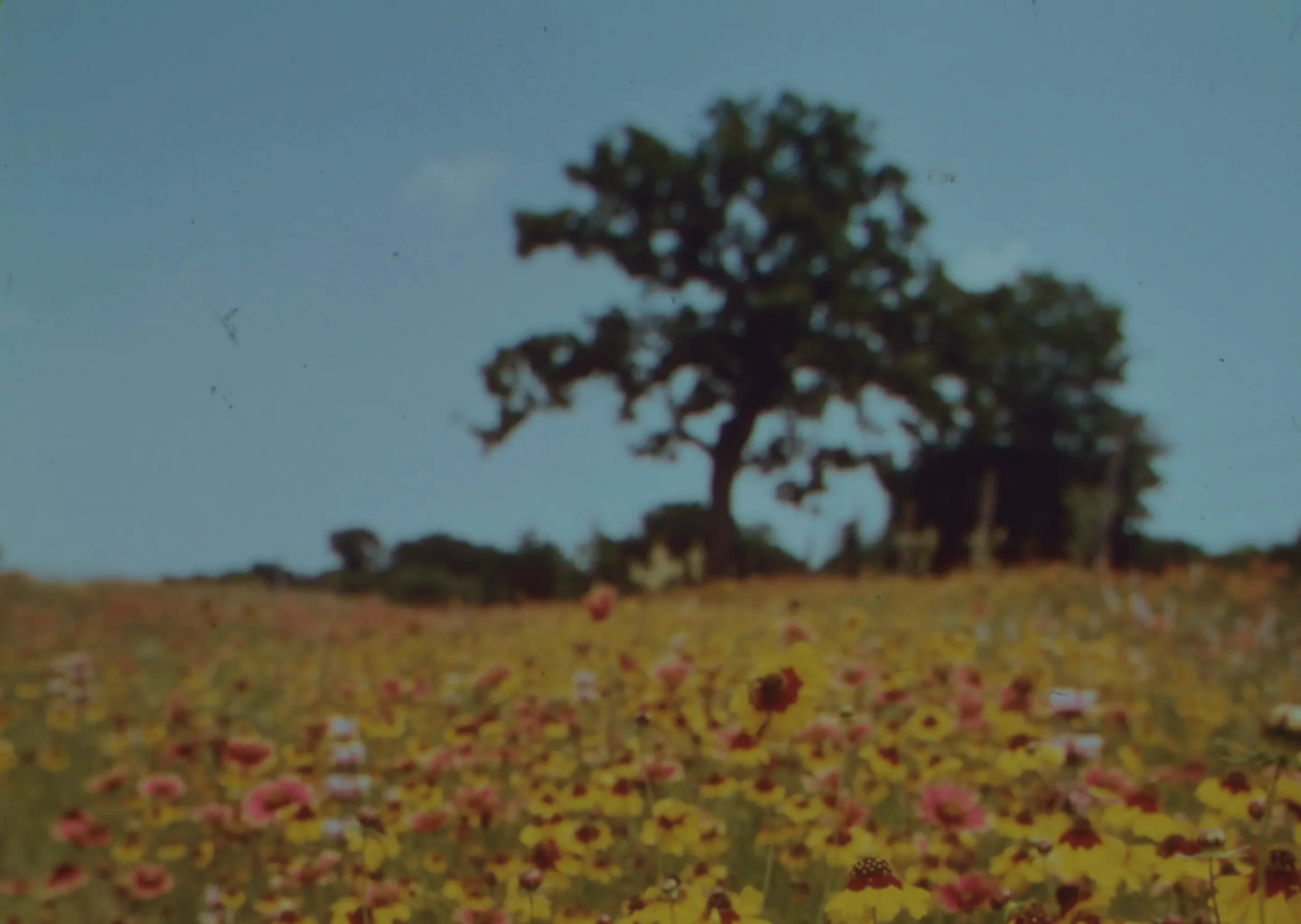 Foto von einem Feld voller Blumen, einem blauen Himmel und einem Baum.